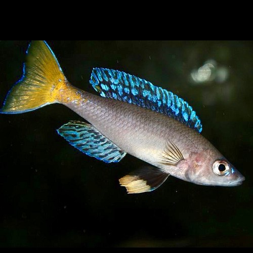 Cyprichromis leptosoma mpulungu 5-6 cm